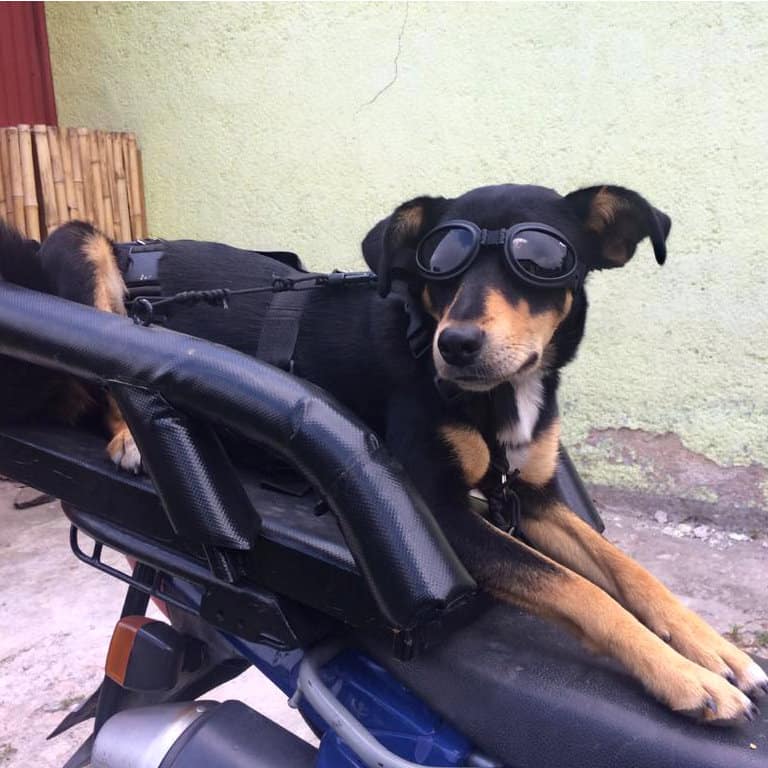 Guate Adventure Motorcycle Dog