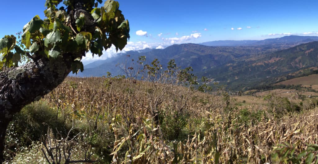 Acatenango siembras