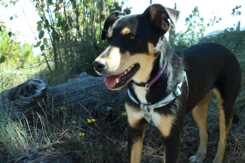 Acatenango Volcano Hike with a dog2