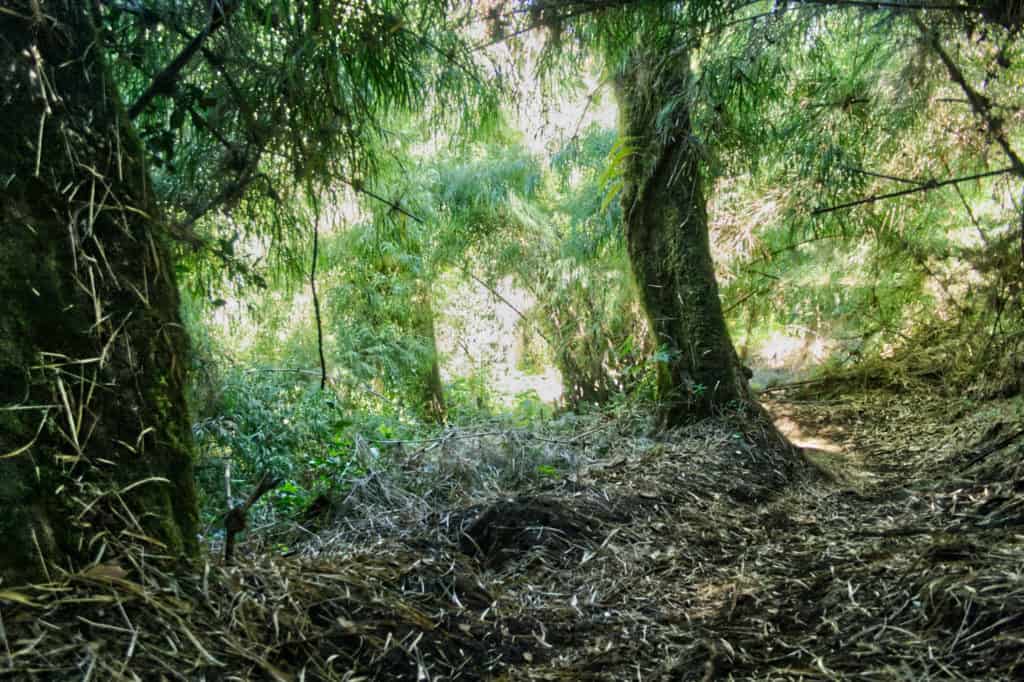 Bosque nuboso en Acatenango