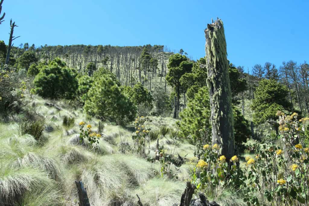 La zona alpino del volcán Acatenango