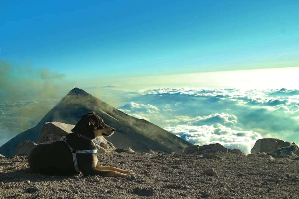 Subiendo Acatenango con mascota