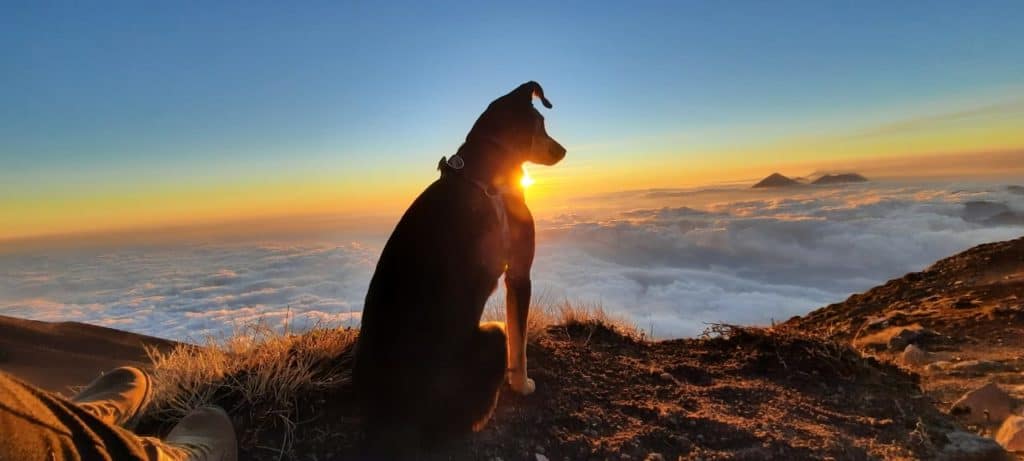 Escalando el volcán de Acatenango con perro