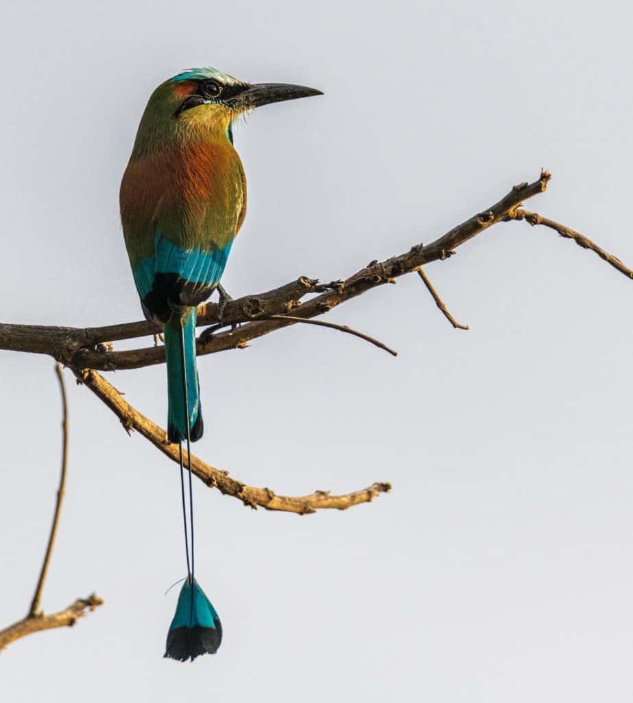 Avistamiento de aves, Lago de Atitlán Guatemala