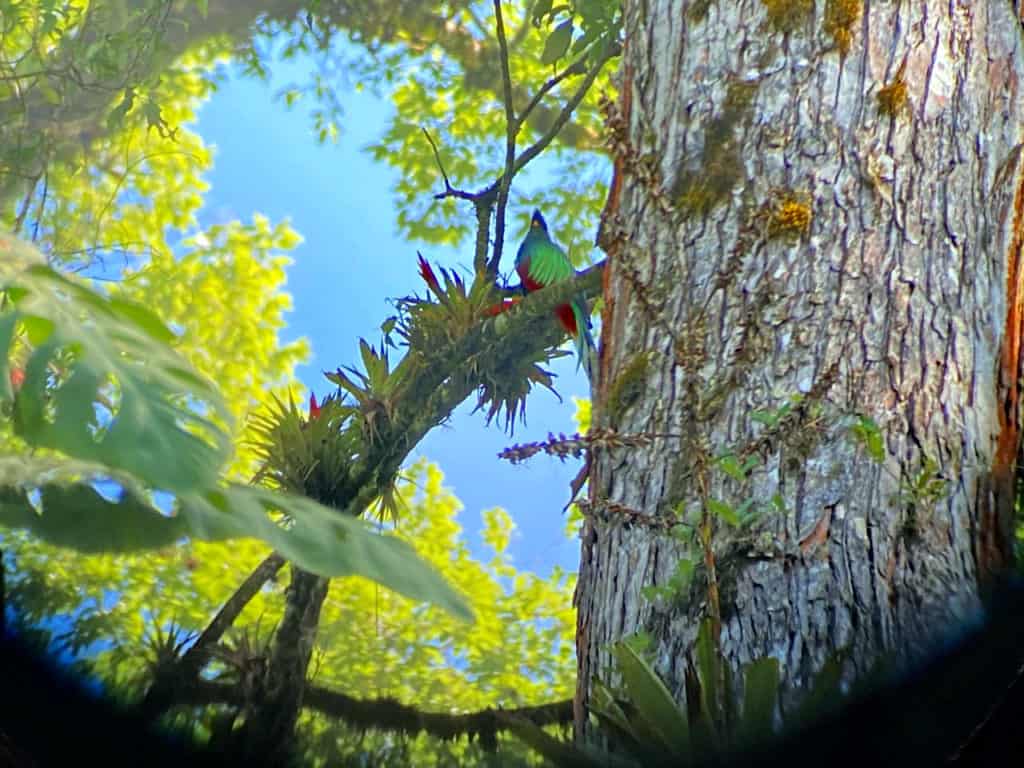 quetzal en la reserva rey tepepul Guatemala