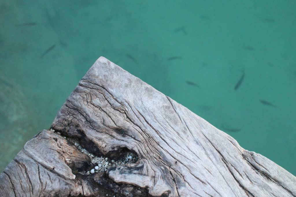 Peces nadando cerca del muelle en el Parque Nacional Laguna Lachuá