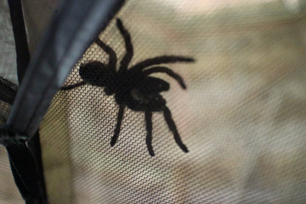 Tarantula sobre nuestra carpa en Laguna Lachuá Guatmela