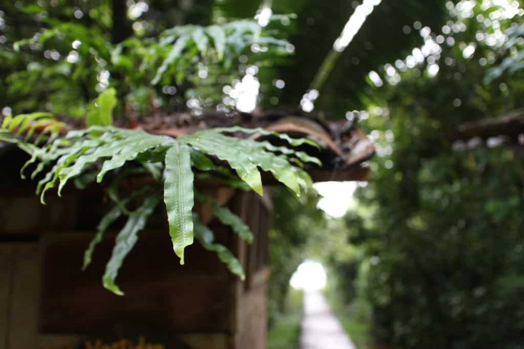 plantas en el Parque Nacional Laguna Lachuá