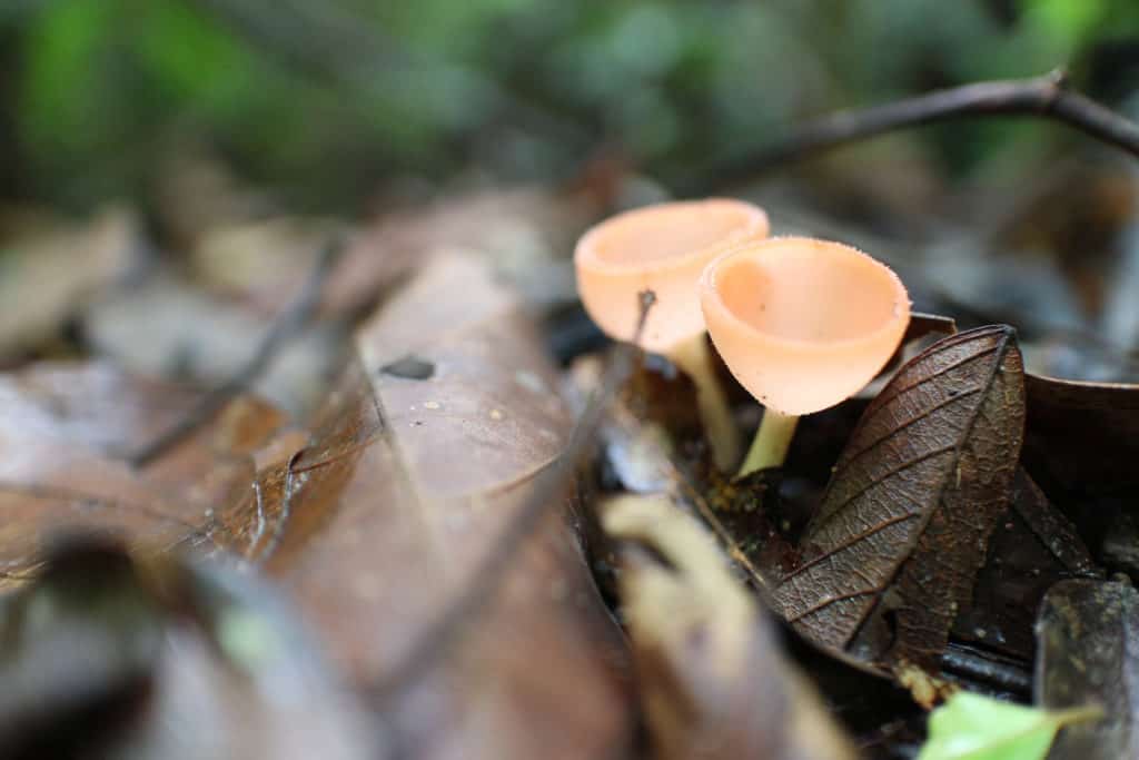 setas en el suelo de la selva