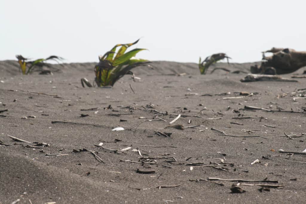 Plantas creciendo en las playas de arena negra de guatemala