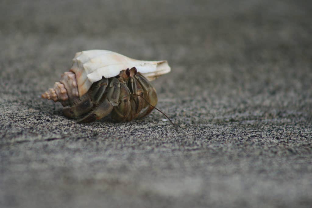 Cangrejo Ermitaño en la playa de Sipacate. Foto por Jeff McArthur