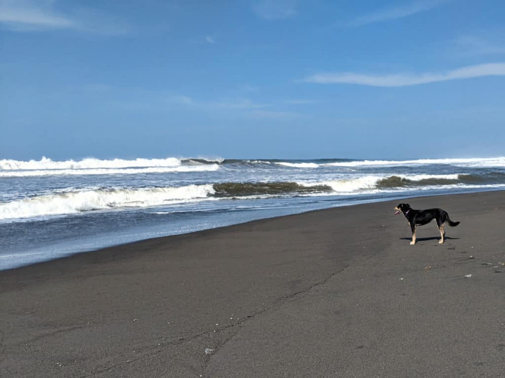 My dog Lily enjoying Guatemala's black sand beach at Tecojate
