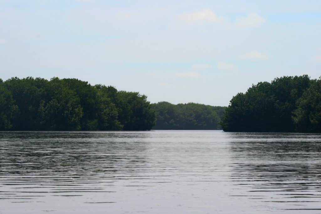 Mangrove forests at Sipacate, one of Guatemala's black sand beaches.