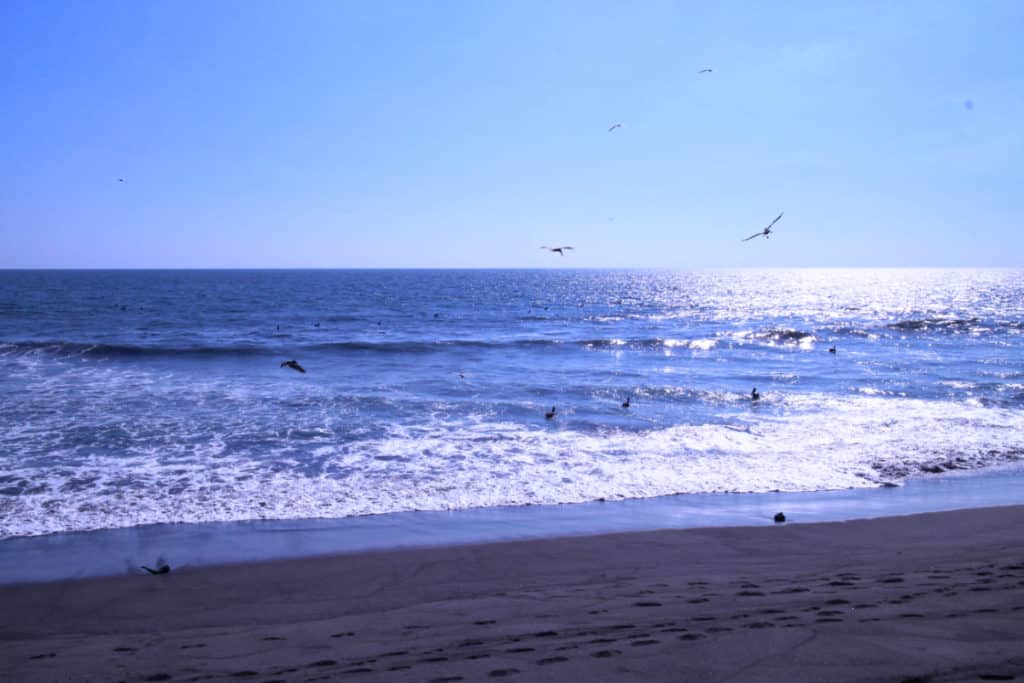 pelícanos en la playa del pacífico de Sipacate