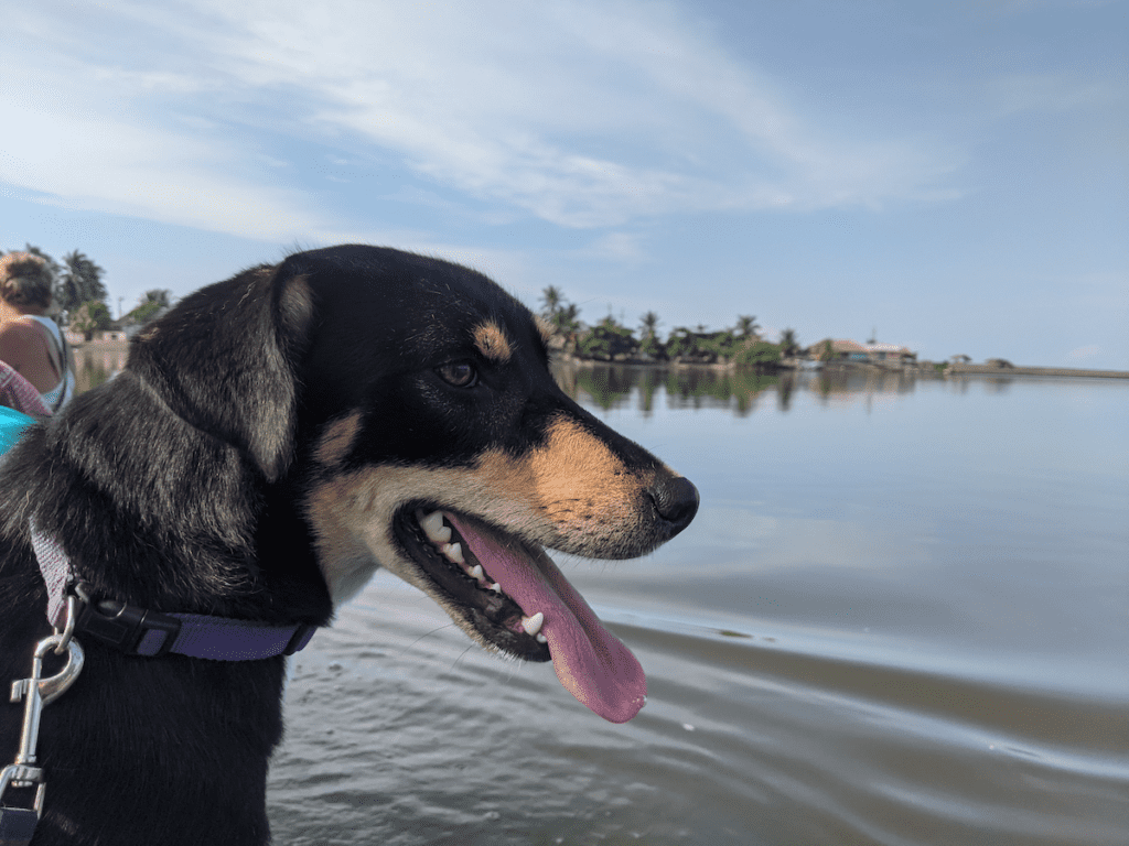 My dog, Lily, on the boat crossing the Canal de Chiquimulía to the restaurants at Tecojate