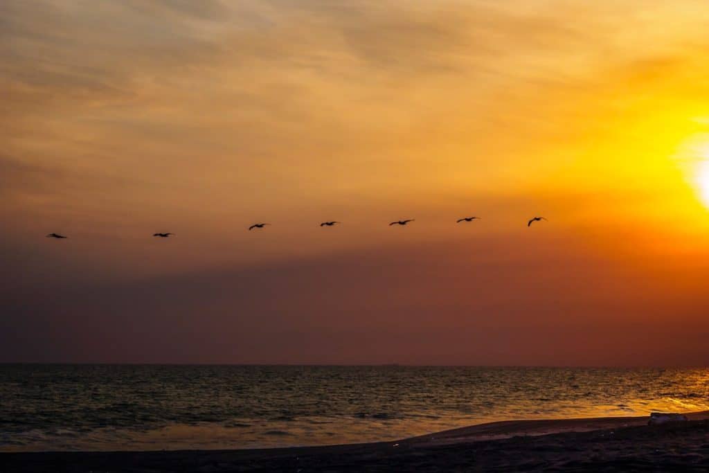 Pelicans flying over Guatemala's black sand beach at Taxisco.