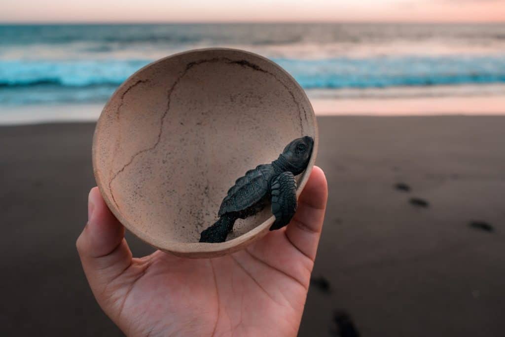 liberando tortuguitas en las playas de Guatemala