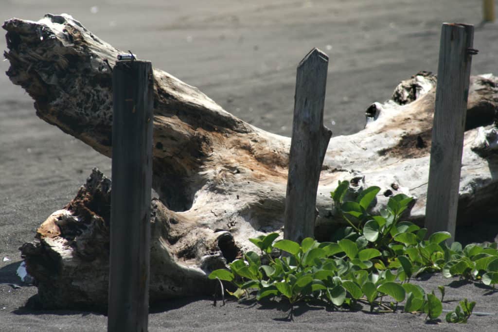 Driftwood on Guatemala's black sand beaches