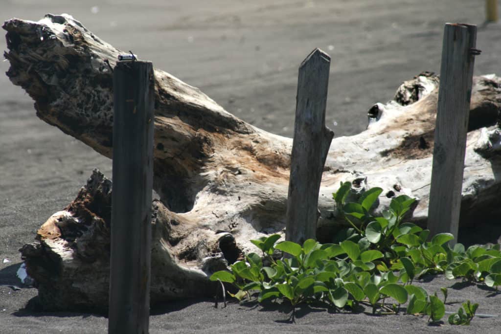 Madera a la deriva. Foto por Jeff McArthur