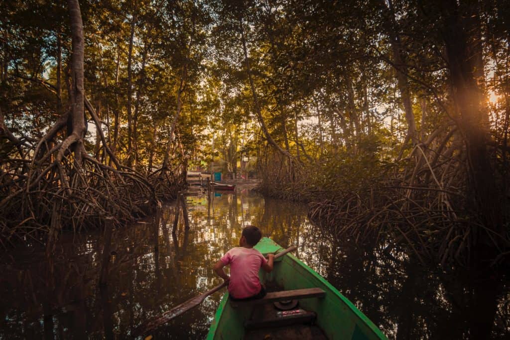 recorriendo los bosques manglares de Guatemala