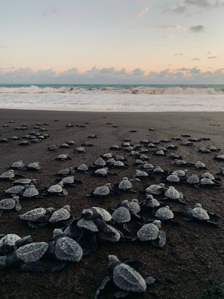 Tortuguitas yendo hacia el mar en las playas del pacifico de guatemala