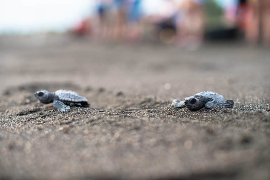 Baby sea turtles at Guatemala's black sand beaches