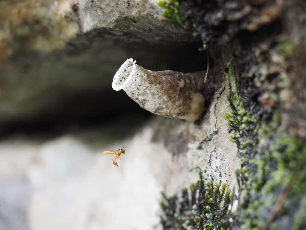 Wasps building a nest at Reserva Natural Cañon Seacacar, El Boquerón Izabal
