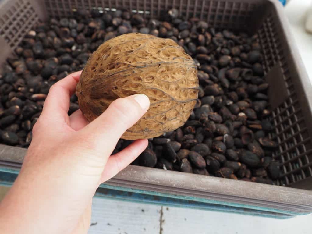 Pataxte pod and dried seeds
