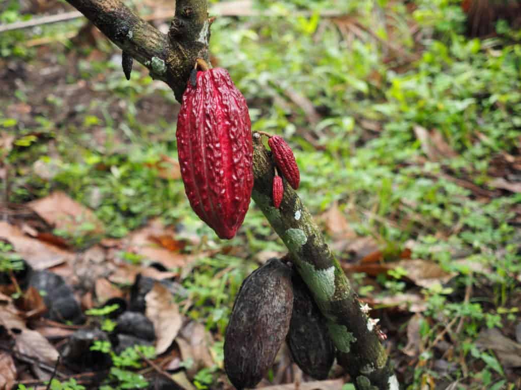 vaina de cacao creciendo en Vivero Frutas del Mundo