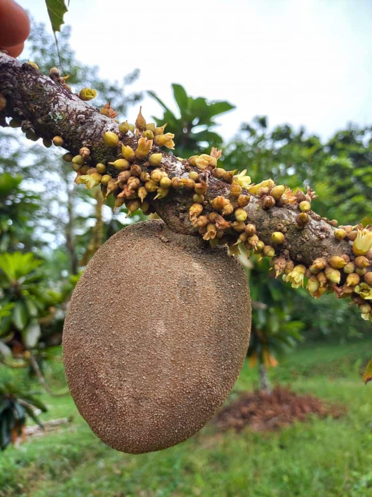 Zapote-Frutas-del-Mundo-Guatemala