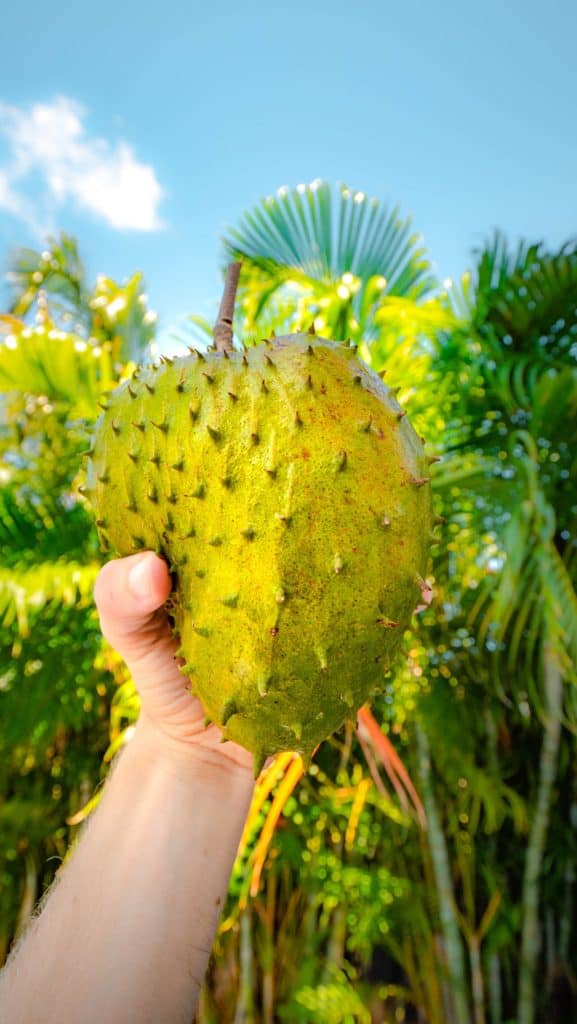 Guanabana, also known as soursop
