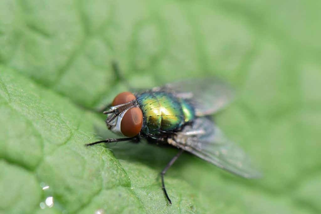Green bottle fly, origin of the name Chuiraxamolo