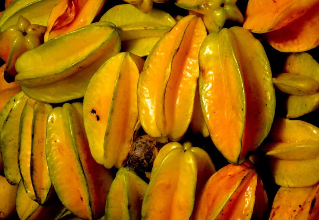 Carambola, also known as starfruit grows at Vivero Frutas del Mundo Izabal
