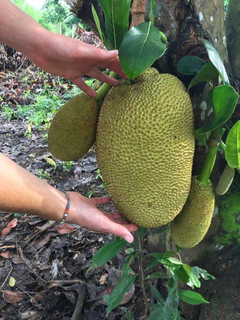checking out the jackfruit at Vivero Frutas del Mundo Izabal
