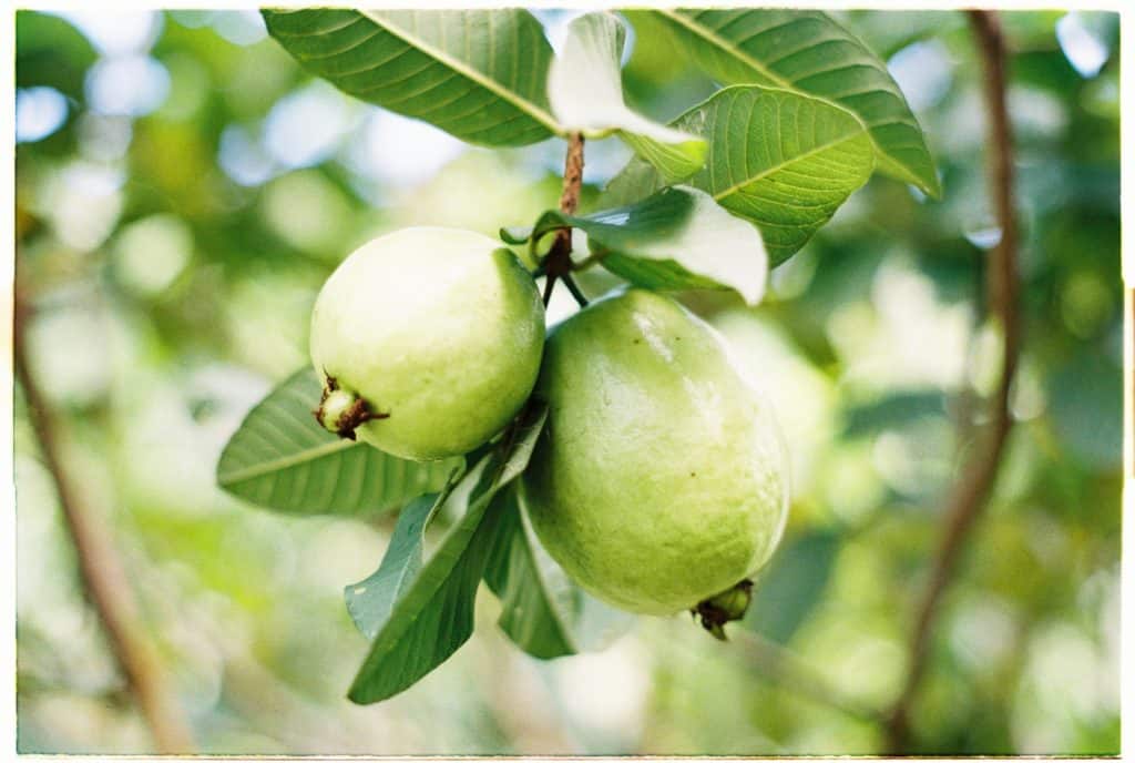 Guava trees are for sale at Frutas del Mundo
