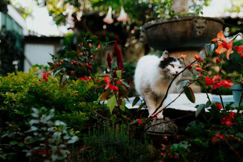 Gato sobre una fuente en Antigua Guatemala