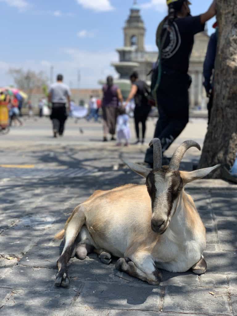 Goat herds wander through the central plaza
