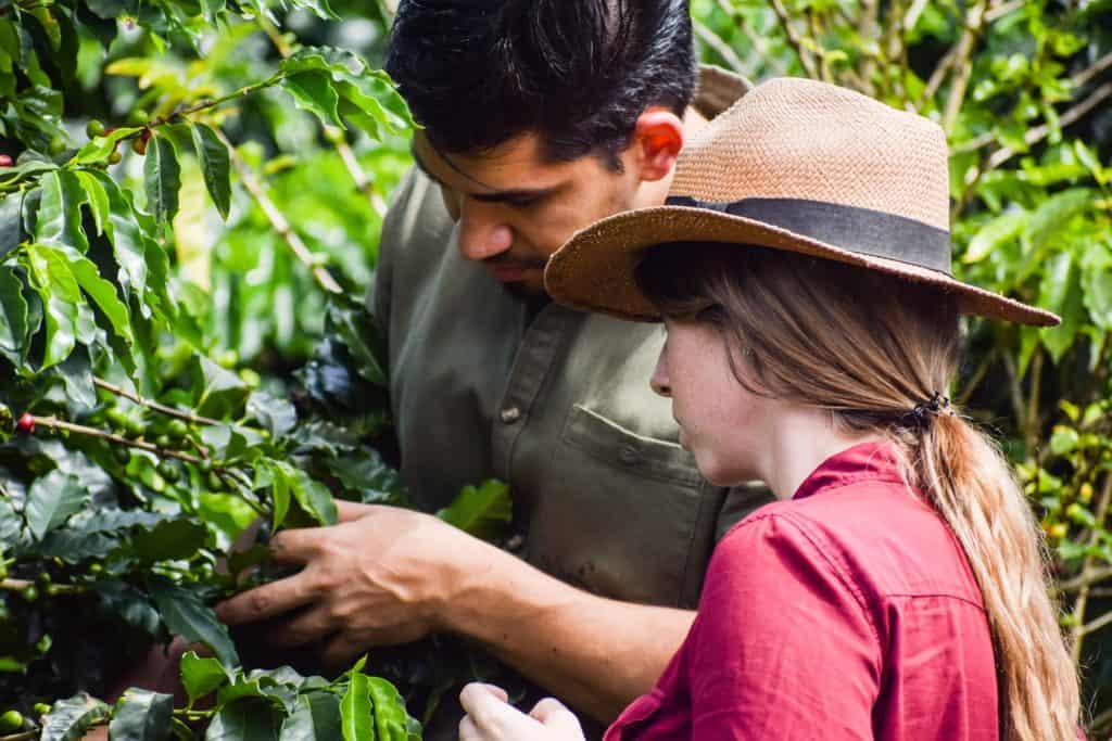 Getting a close-up look at coffee plants and production at Finca Filadelfia is one of the most fascinating things to do in Antigua Guatemala