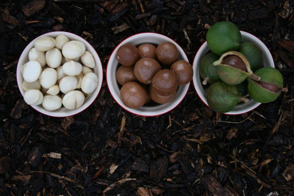 Macadamias in various states of processing. Photo by <a href="https://unsplash.com/@phillip_larking?utm_source=unsplash&utm_medium=referral&utm_content=creditCopyText">Phillip Larking</a> on <a href="https://unsplash.com/s/photos/macadamia?utm_source=unsplash&utm_medium=referral&utm_content=creditCopyText">Unsplash</a>
 