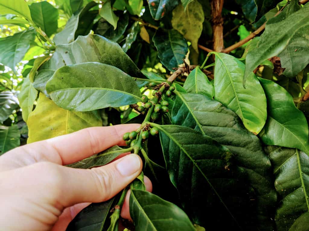 Plantas de café con pequeños frutos de café
