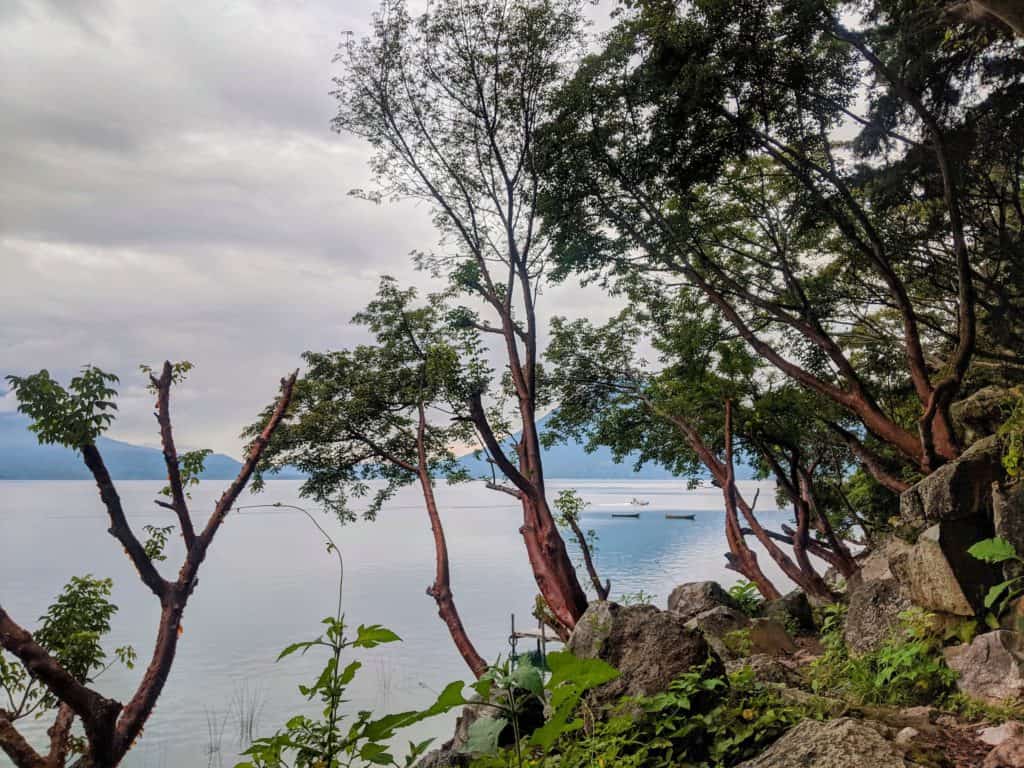 Árboles en la orilla del lago Santa Cruz la Laguna