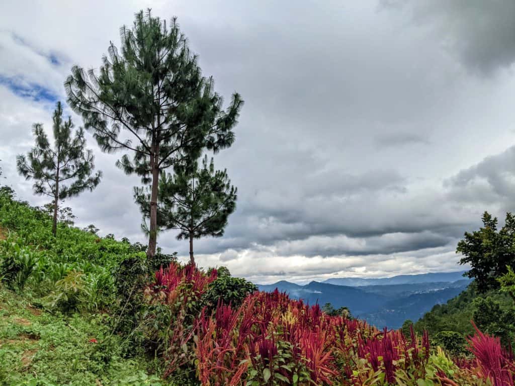 Cultivo de café, amaranto y maíz en la región de Atitlán, Guatemala