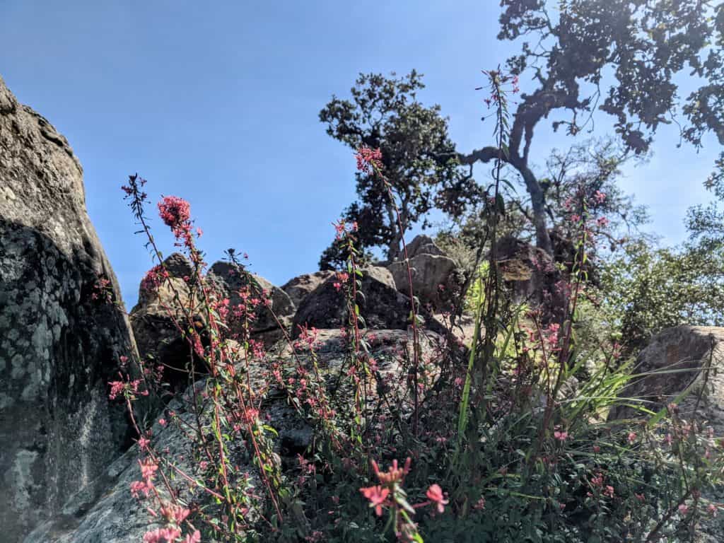 Piedras y flores silvestres en la cima del volcán San Pedro