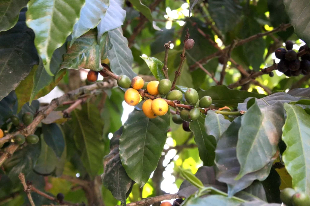 yellow coffee cherries on a tree.