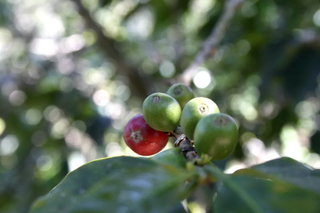 Cerezo de café rojo en un árbol por Jeff McArthur