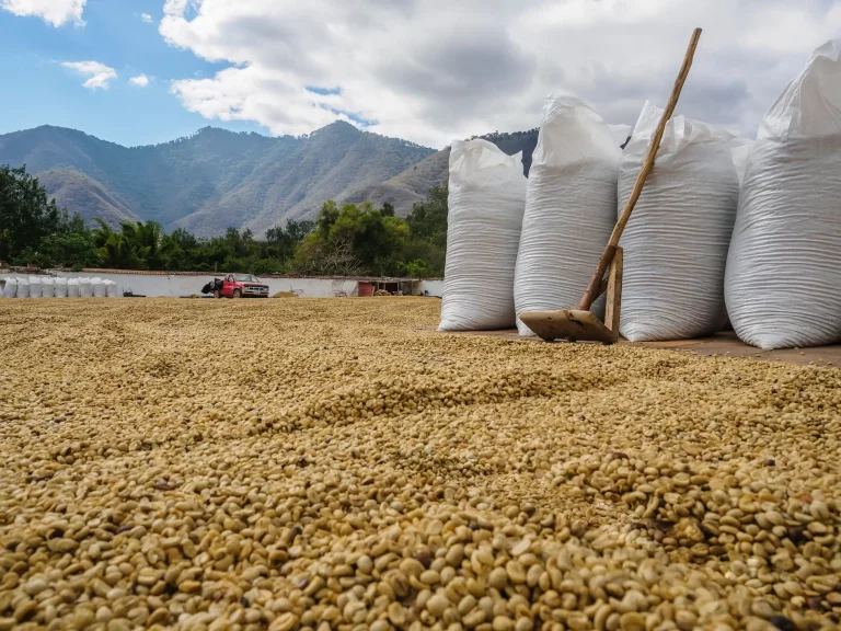 11 Best Coffee Tours Antigua Guatemala Has to Offer