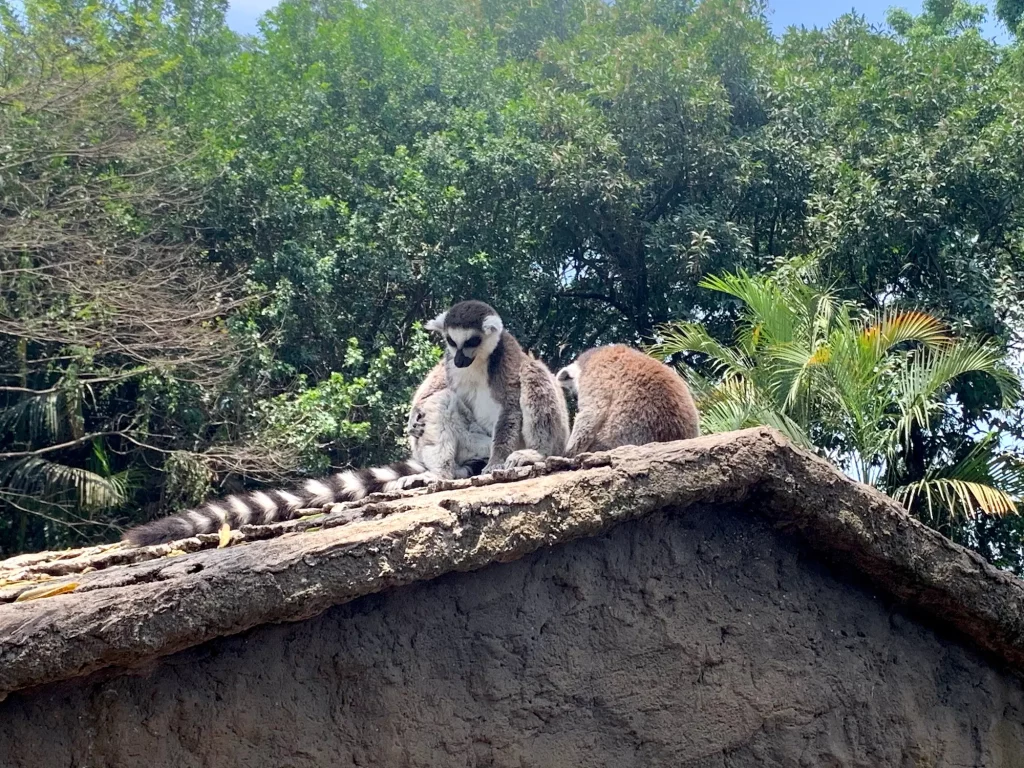 Lémures con cola anillada en el zoológico de Guatemala