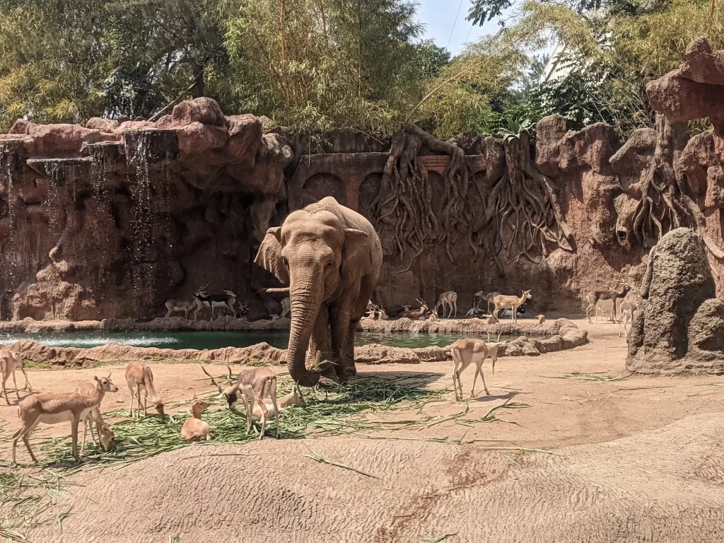 La Aurora Zoo Elephant Enclosure