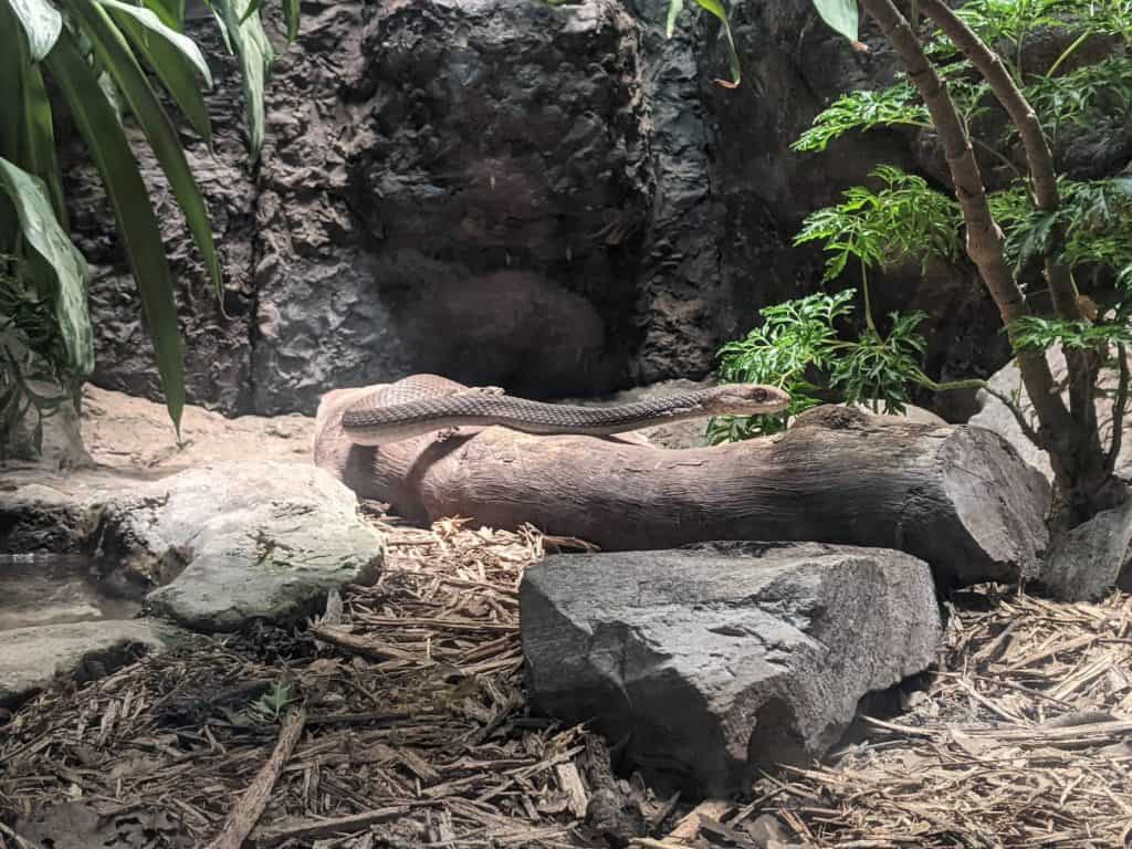 Snake in the herpetarium Reino Kan