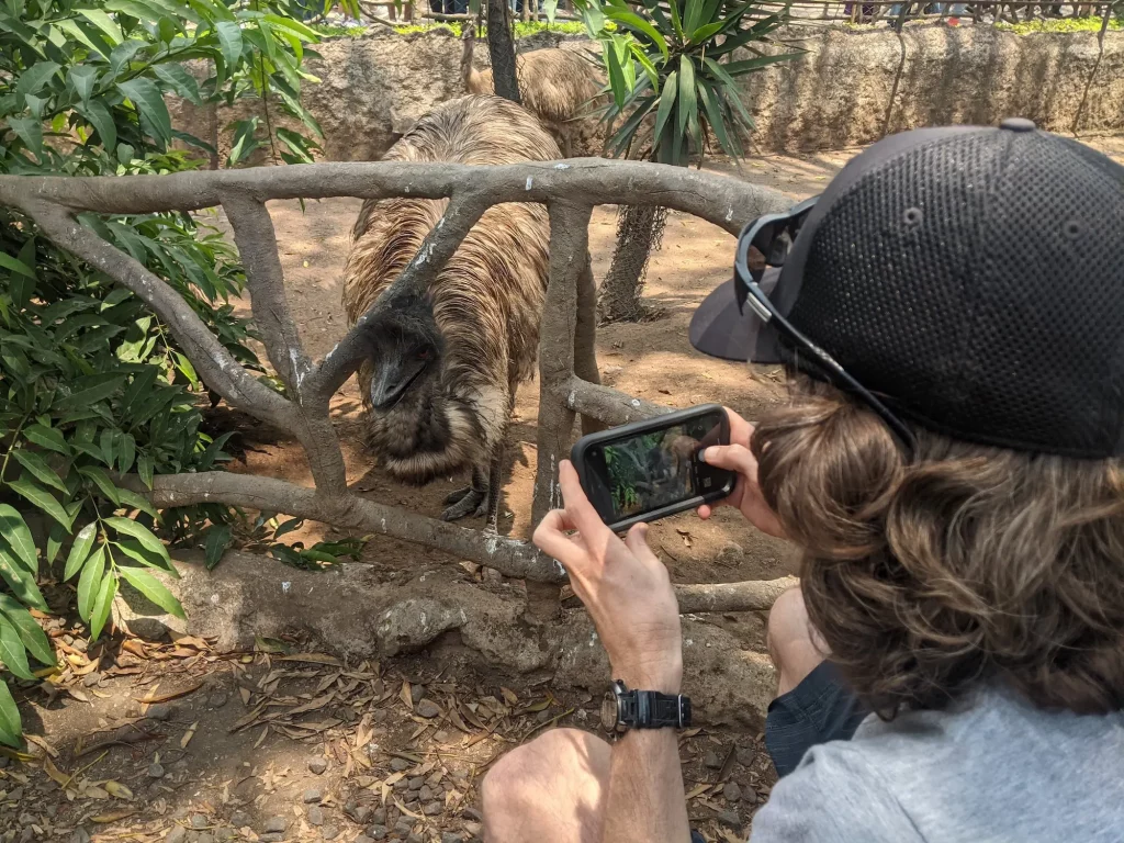 A man taking a picture of an Emu at La Aurora Zoo